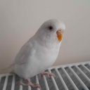 bbulut adlı kullanıcı